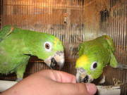 попугай желтолобый (суринамский) амазон.