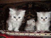 Продаются очаровательные чистопородные персидские котята.
