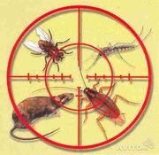 уничтожение насекомых и дезинфекция помещений