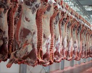 мясо говядина оптом от производителя