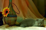 Продам Шотландский котенок (скоттиш-страйт) в Саратове